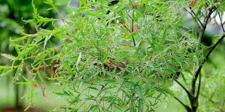 Tác dụng cây đinh lăng