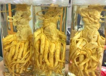 Tác dụng của cây đinh lăng với sức khỏe