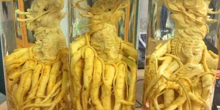 Tác dụng của cây đinh lăng với sức khỏe