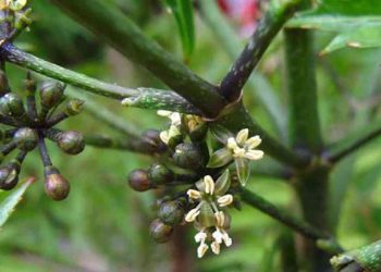 Giải đáp thắc mắc: Cây đinh lăng ra hoa có tốt không?