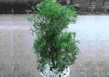 Tìm hiểu về cây đinh lăng