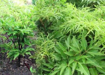 Đinh lăng lá to (đinh lăng tẻ)