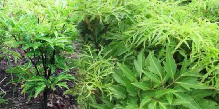 Đinh lăng lá to (đinh lăng tẻ)