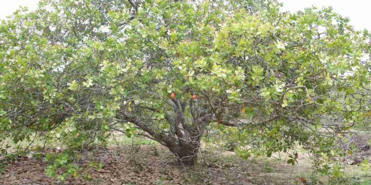 Những bộ phận của cây điều sử dụng làm thực phẩm