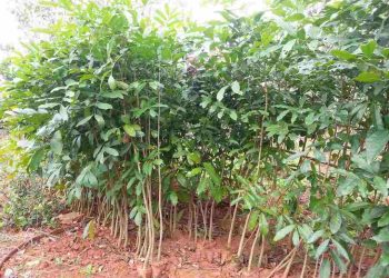 Cách chọn cây xà cừ phù hợp với địa hình