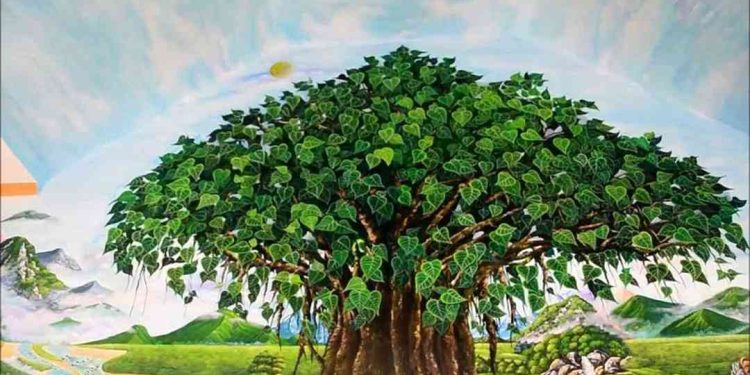 Giới thiệu về cây bồ đề: nguồn gốc, tính chất, mô tả.