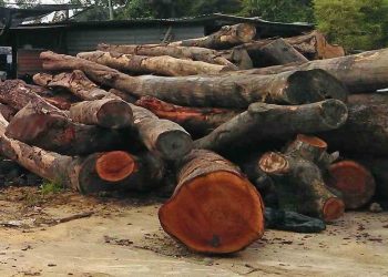 Cây Xà Cừ để Bổ Sung Vitamin và Kéo Dài Tuổi Thọ