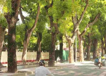 Nguồn gốc và phân bố của cây xà cừ