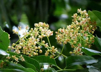 Tìm hiểu về cách trồng cây xà cừ và cách chăm sóc cây