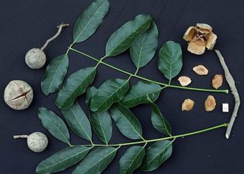 Giới Thiệu Về Loài Cây Xà Cừ